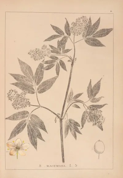 Herbier De La Flore Francaise Pl 0570