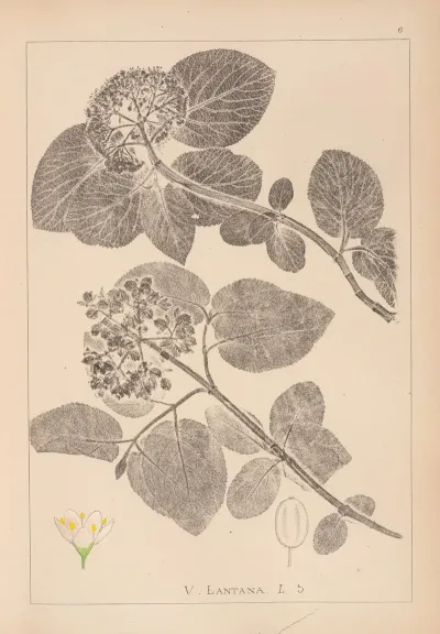 Herbier De La Flore Francaise Pl 0572