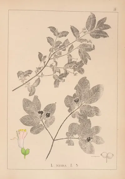 Herbier De La Flore Francaise Pl 0579