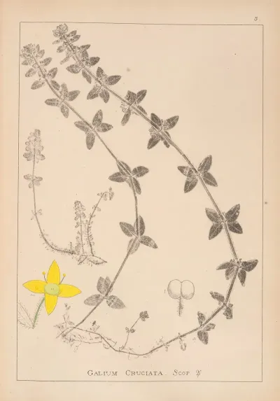 Herbier De La Flore Francaise Pl 0587