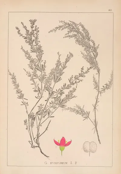 Herbier De La Flore Francaise Pl 0599