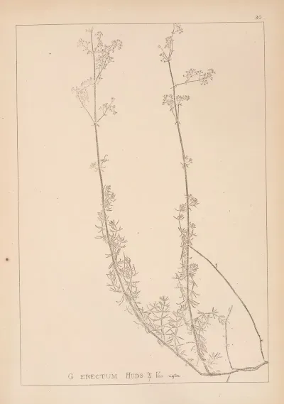 Herbier De La Flore Francaise Pl 0609