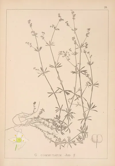 Herbier De La Flore Francaise Pl 0625