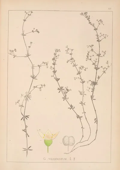 Herbier De La Flore Francaise Pl 0642