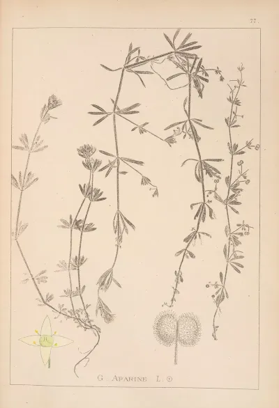 Herbier De La Flore Francaise Pl 0650