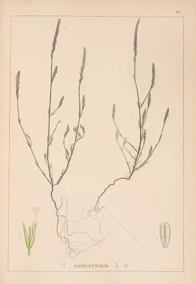 Herbier De La Flore Francaise Pl 0673