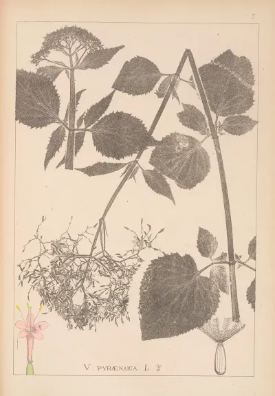 Herbier De La Flore Francaise Pl 0680