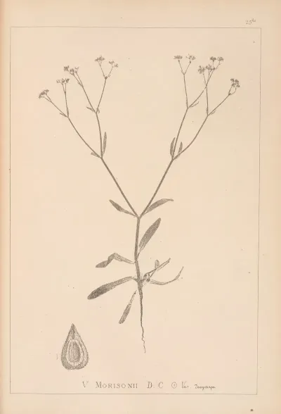 Herbier De La Flore Francaise Pl 0701