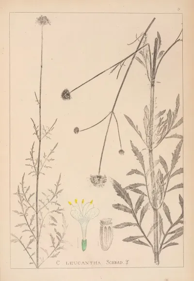 Herbier De La Flore Francaise Pl 0717