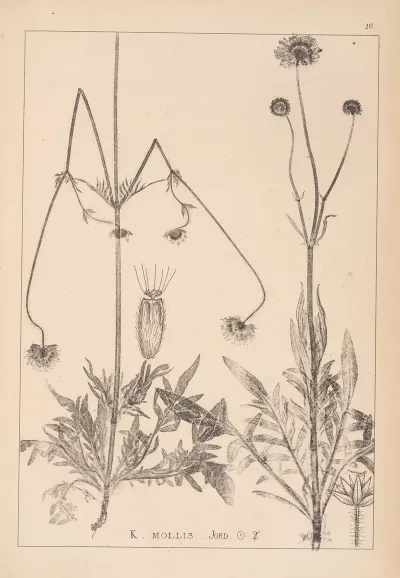 Herbier De La Flore Francaise Pl 0724