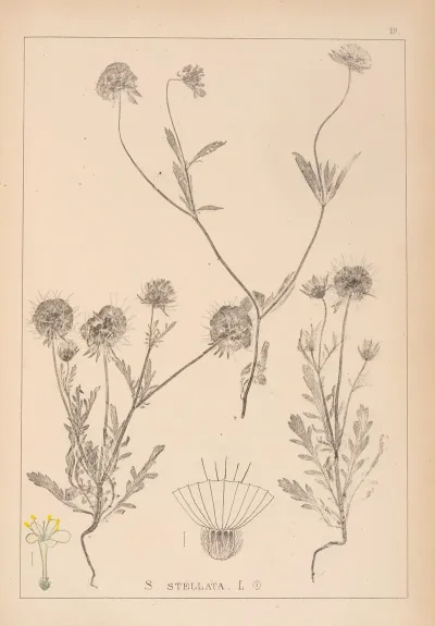 Herbier De La Flore Francaise Pl 0727