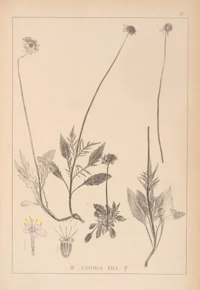 Herbier De La Flore Francaise Pl 0734