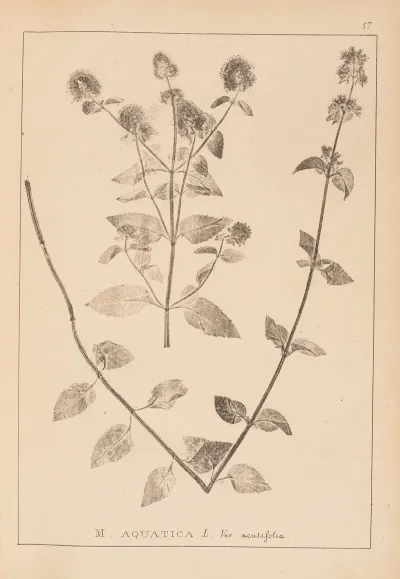 Herbier De La Flore Francaise Pl 0757