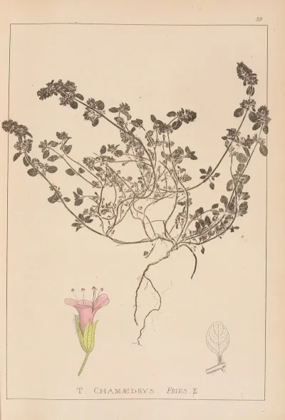 Herbier De La Flore Francaise Pl 0779