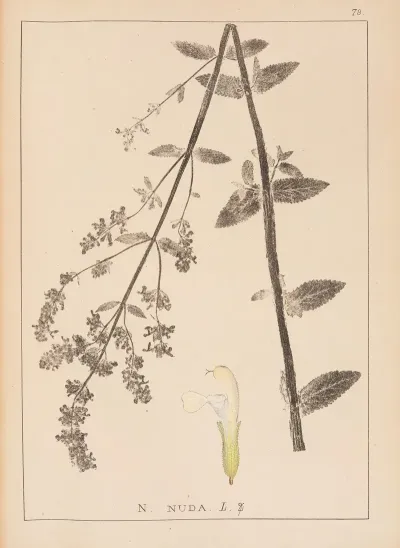 Herbier De La Flore Francaise Pl 0819
