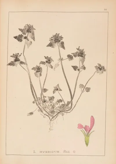 Herbier De La Flore Francaise Pl 0827