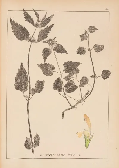 Herbier De La Flore Francaise Pl 0831