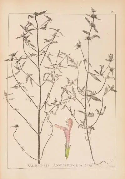 Herbier De La Flore Francaise Pl 0835