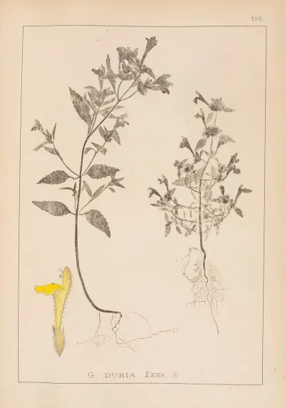 Herbier De La Flore Francaise Pl 0839