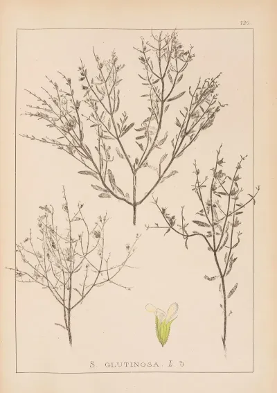 Herbier De La Flore Francaise Pl 0859