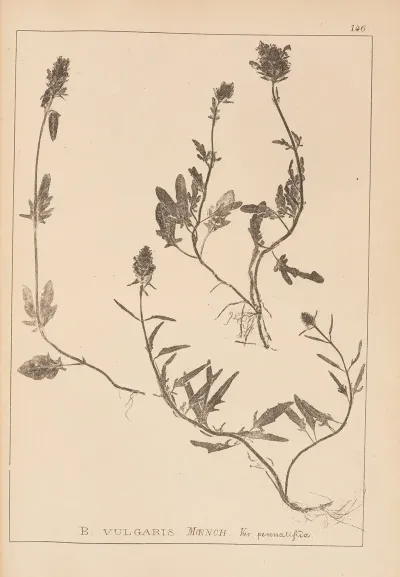 Herbier De La Flore Francaise Pl 0886