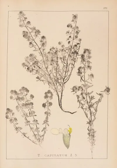 Herbier De La Flore Francaise Pl 0915