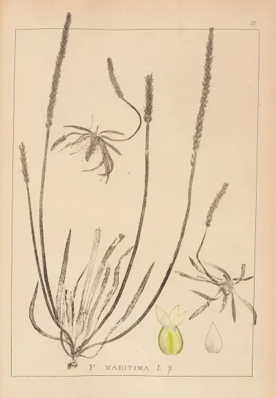 Herbier De La Flore Francaise Pl 0929
