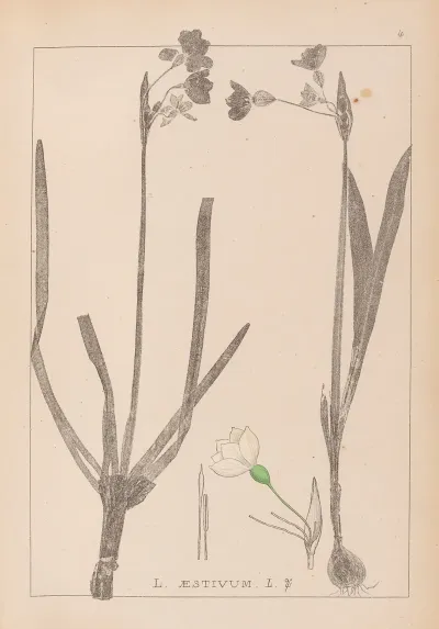 Herbier De La Flore Francaise Pl 0955