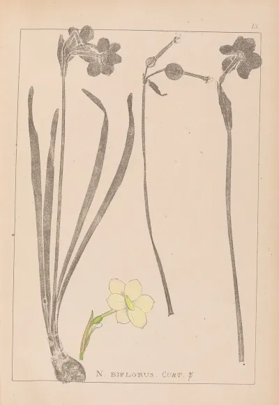 Herbier De La Flore Francaise Pl 0966