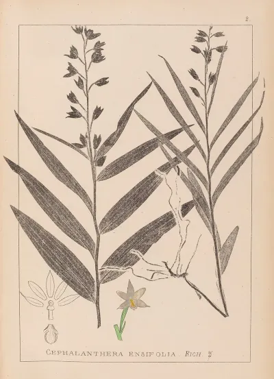 Herbier De La Flore Francaise Pl 0983