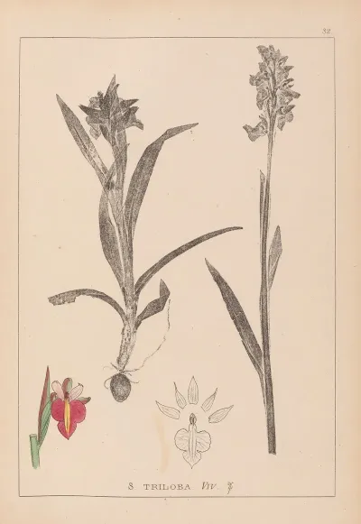 Herbier De La Flore Francaise Pl 1013