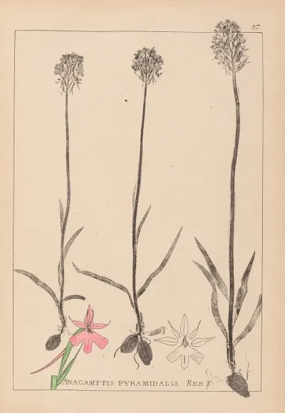 Herbier De La Flore Francaise Pl 1018