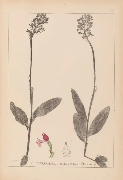 Herbier De La Flore Francaise Pl 1031