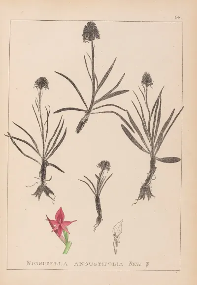 Herbier De La Flore Francaise Pl 1046