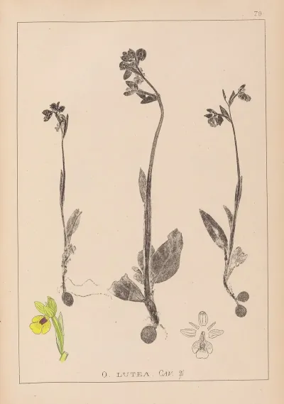 Herbier De La Flore Francaise Pl 1057