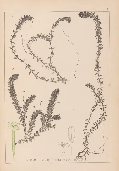 Herbier De La Flore Francaise Pl 1063