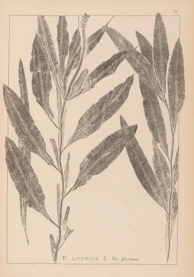 Herbier De La Flore Francaise Pl 1077