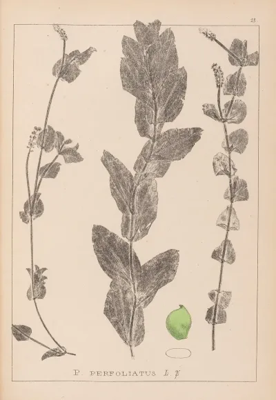 Herbier De La Flore Francaise Pl 1079