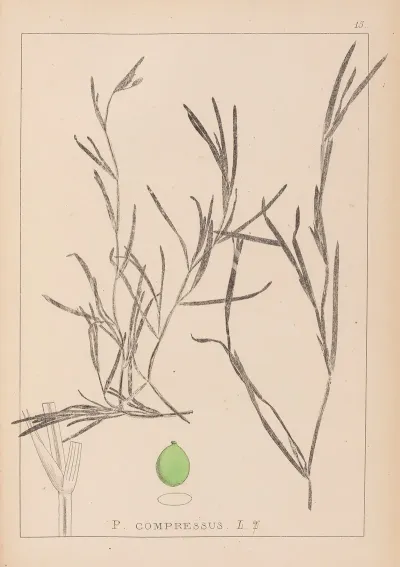 Herbier De La Flore Francaise Pl 1081
