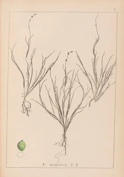 Herbier De La Flore Francaise Pl 1087