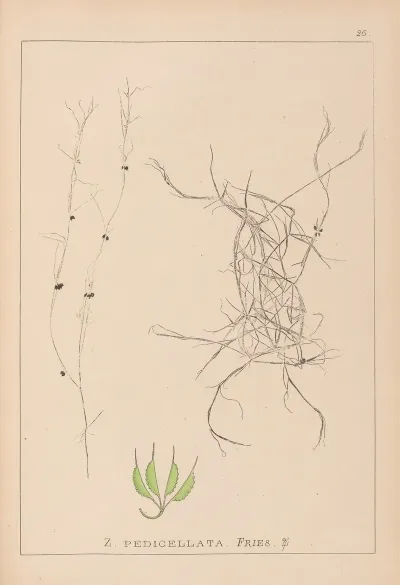 Herbier De La Flore Francaise Pl 1091