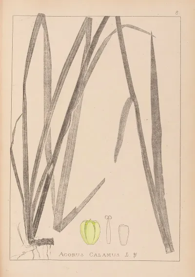 Herbier De La Flore Francaise Pl 1111