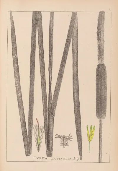 Herbier De La Flore Francaise Pl 1112