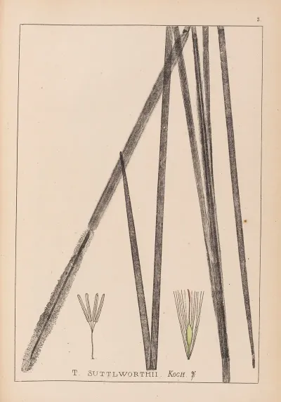 Herbier De La Flore Francaise Pl 1113