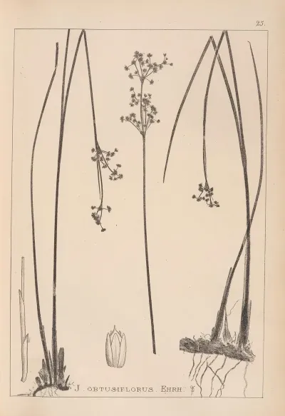 Herbier De La Flore Francaise Pl 1146