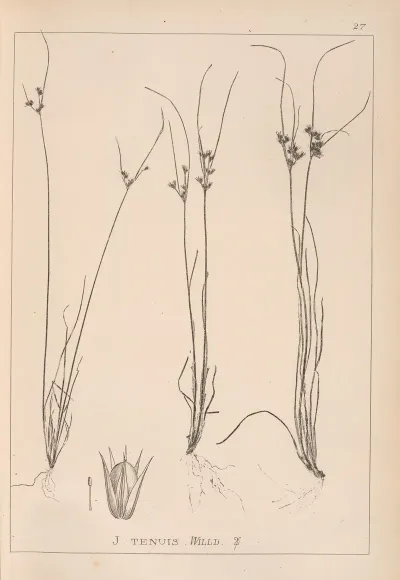 Herbier De La Flore Francaise Pl 1148