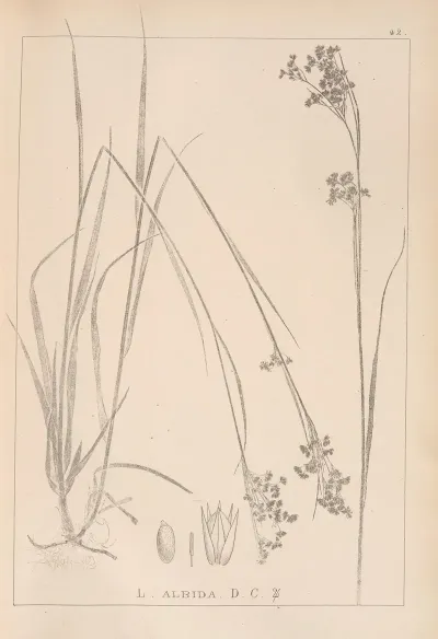 Herbier De La Flore Francaise Pl 1163