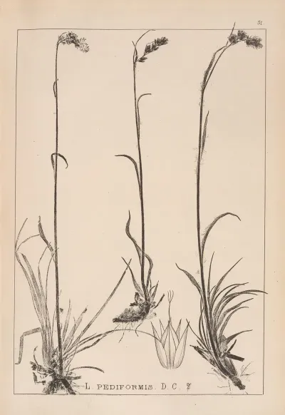 Herbier De La Flore Francaise Pl 1171