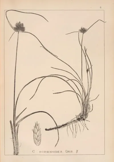 Herbier De La Flore Francaise Pl 1177