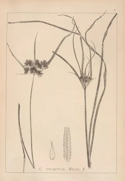 Herbier De La Flore Francaise Pl 1178